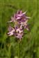 Suchomilné travinnobylinné a krovinové porasty na vápnitom podloží (*dôležité stanovištia Orchideaceae) (15.5.2014)